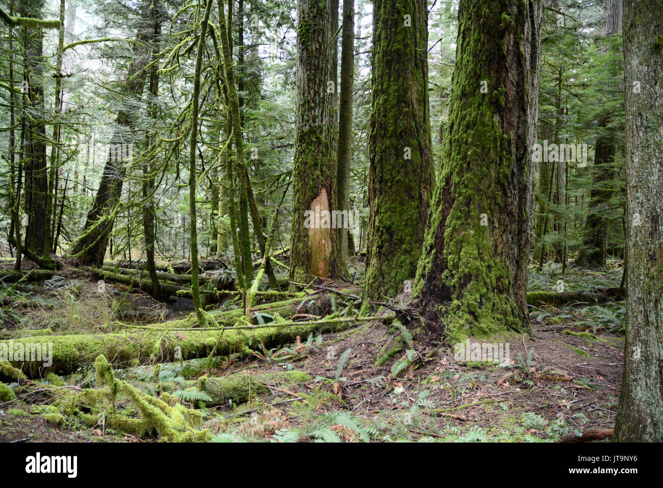 Mossy vecchio crescita abete Douglas nelle foreste pluviali protette della Cattedrale Grove, vicino a Port Alberni, Isola di Vancouver, British Columbia, Canada. Foto Stock