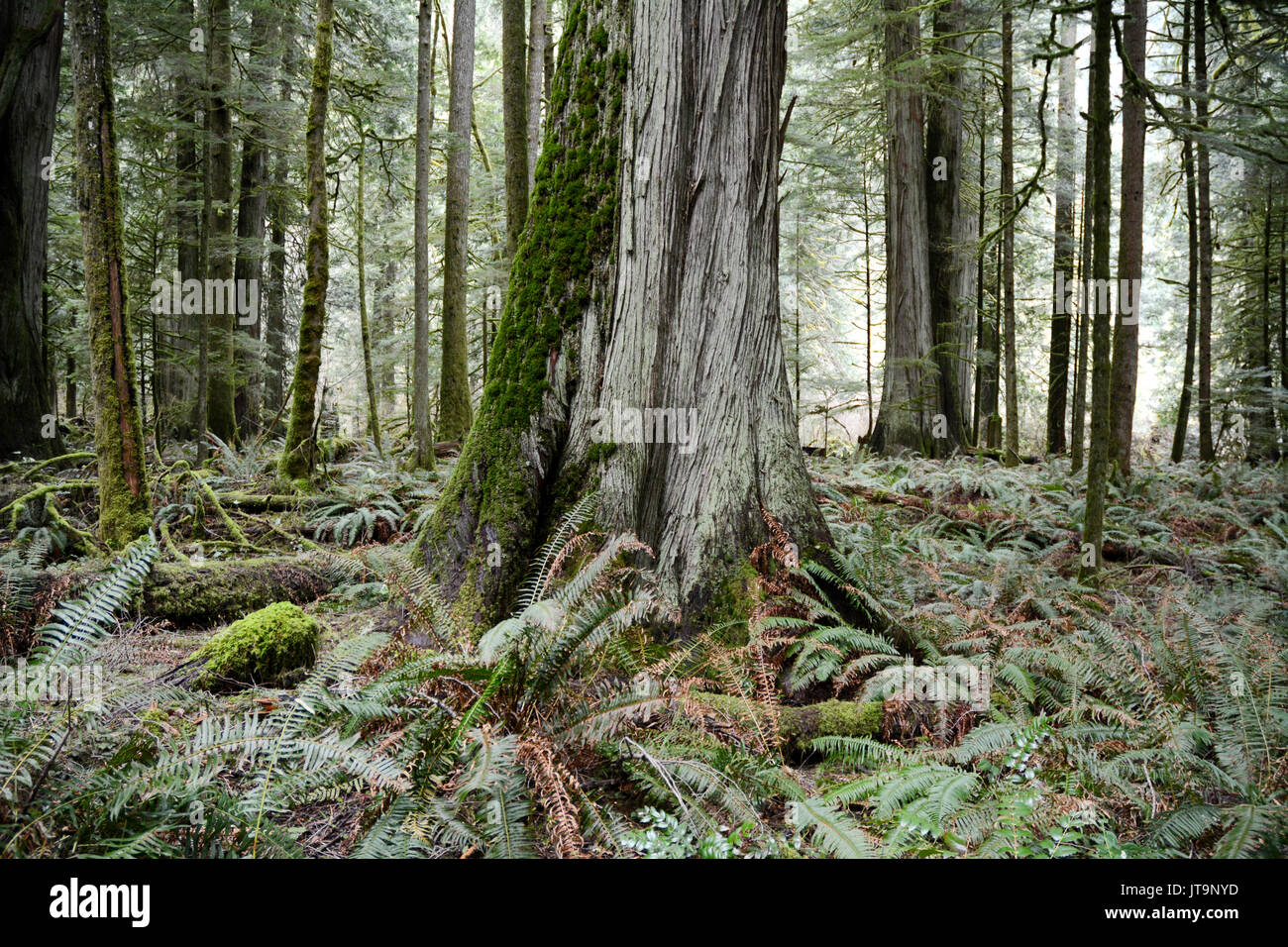 Un antica crescita western red cedar nelle foreste pluviali protette della Cattedrale Grove, vicino a Port Alberni, Isola di Vancouver, British Columbia, Canada. Foto Stock