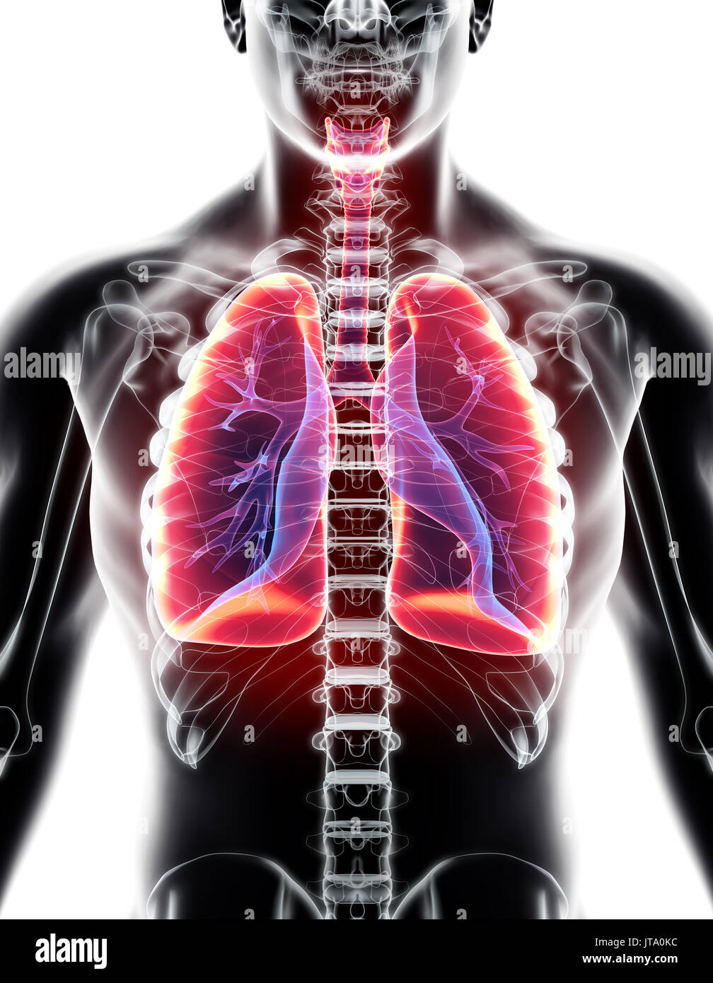 3D illustrazione dei polmoni - parte di organico umano. Foto Stock