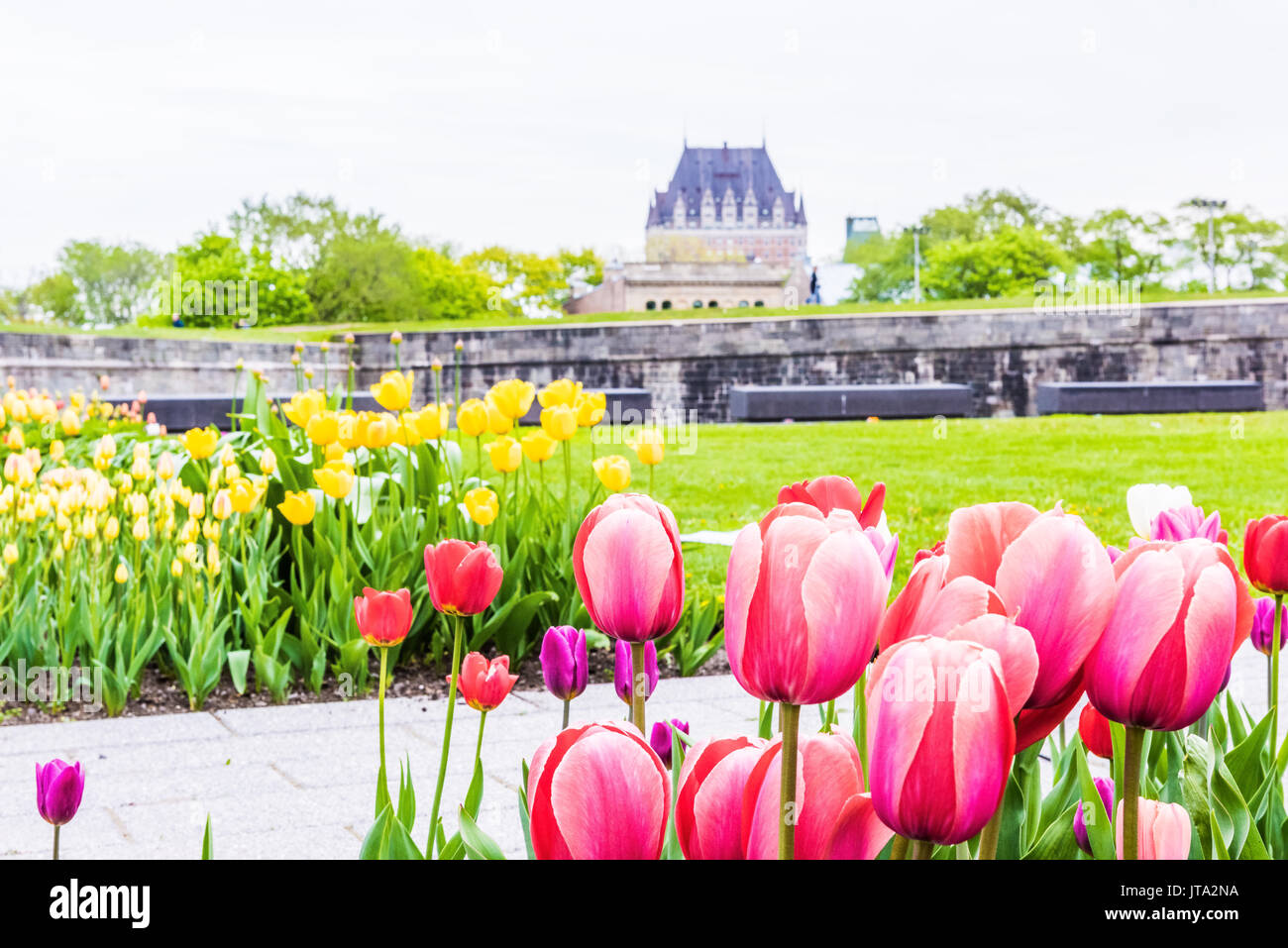 La città di Quebec, Canada - 29 Maggio 2017: verde erba dei campi con colorati fiori di tulipani nel parco con fortificazioni muro di pietra e paesaggio urbano o skyline vie Foto Stock