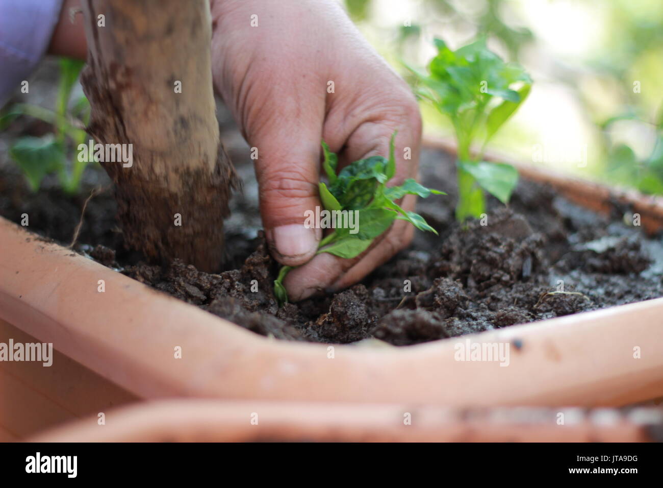 Impianto alberelli, agricoltura biologica e piantine in giardino con il giardiniere Foto Stock