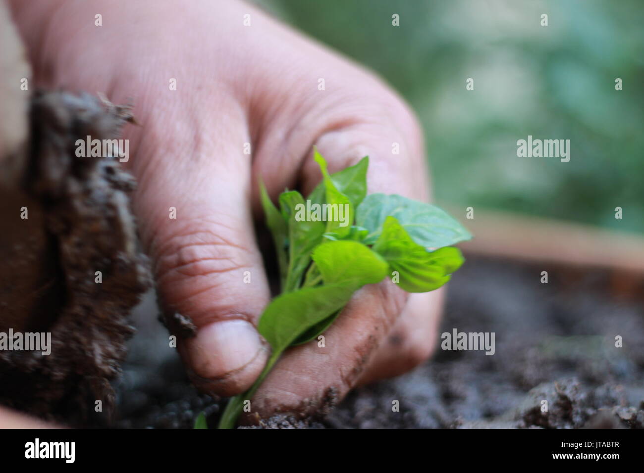 Impianto alberelli, agricoltura biologica e piantine in giardino con il giardiniere Foto Stock