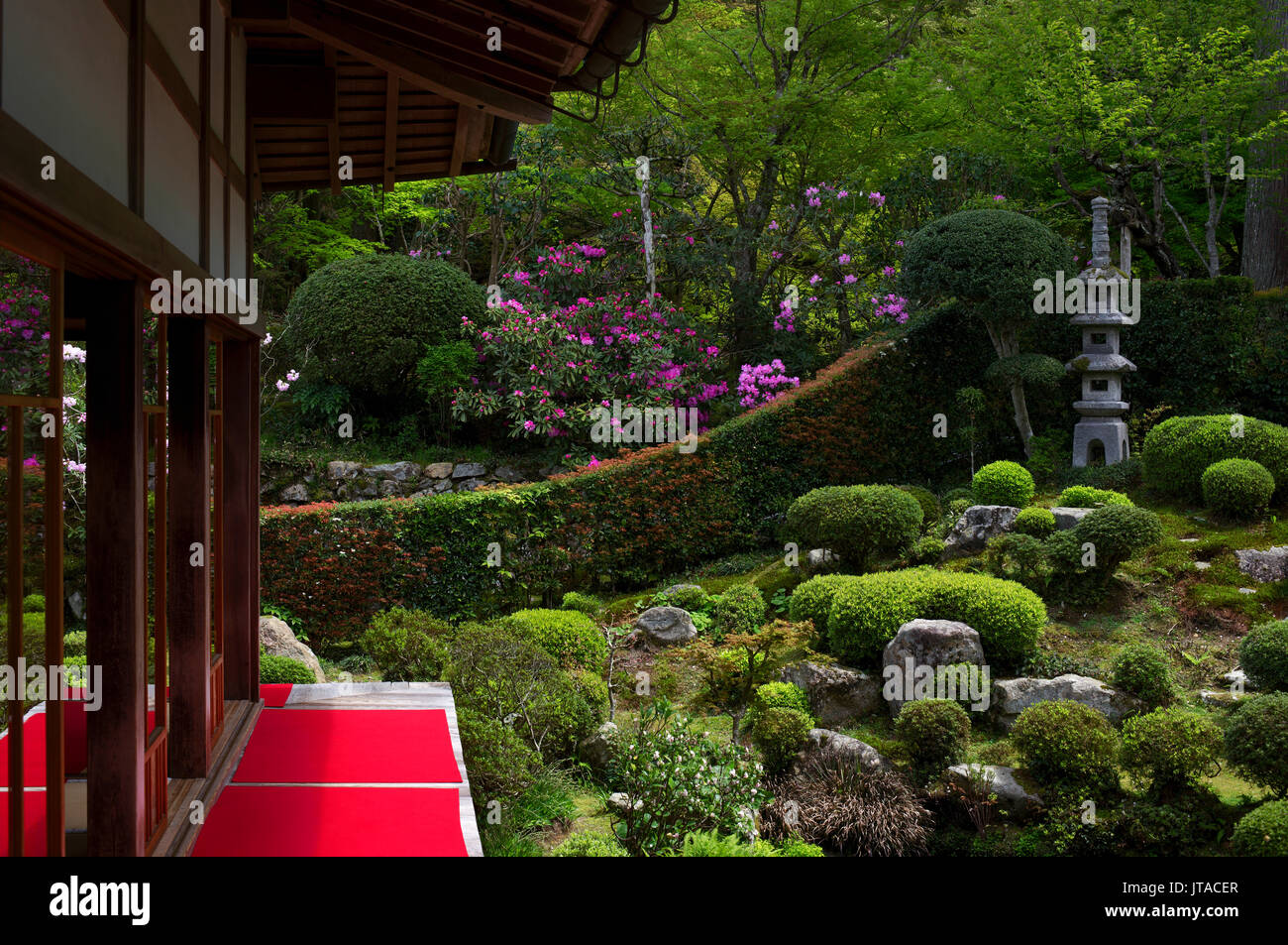 Rododendri in fiore nel giardino Zen, Sanzen-in tempio, Kyoto, Giappone, Asia Foto Stock