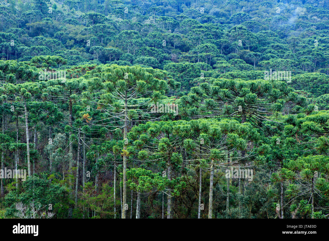 Una foresta di pini Parana (Araucaria) (Araucaria angustifolia) nelle montagne vicino a San Paolo, Brasile Foto Stock