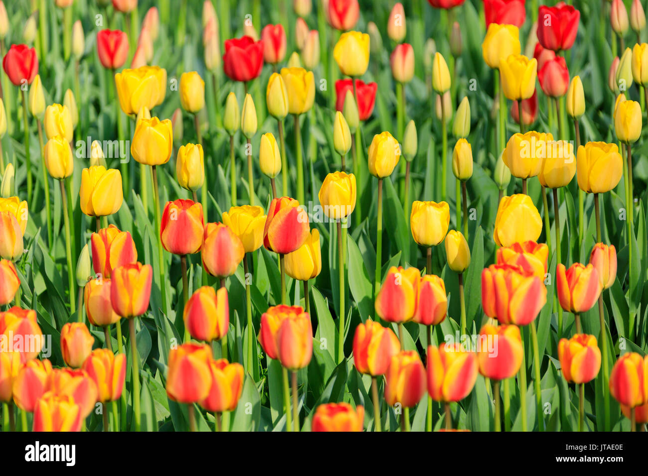 Tulipani multicolore in fiore a Keukenhof Giardino Botanico Lisse, South Holland, Paesi Bassi, Europa Foto Stock