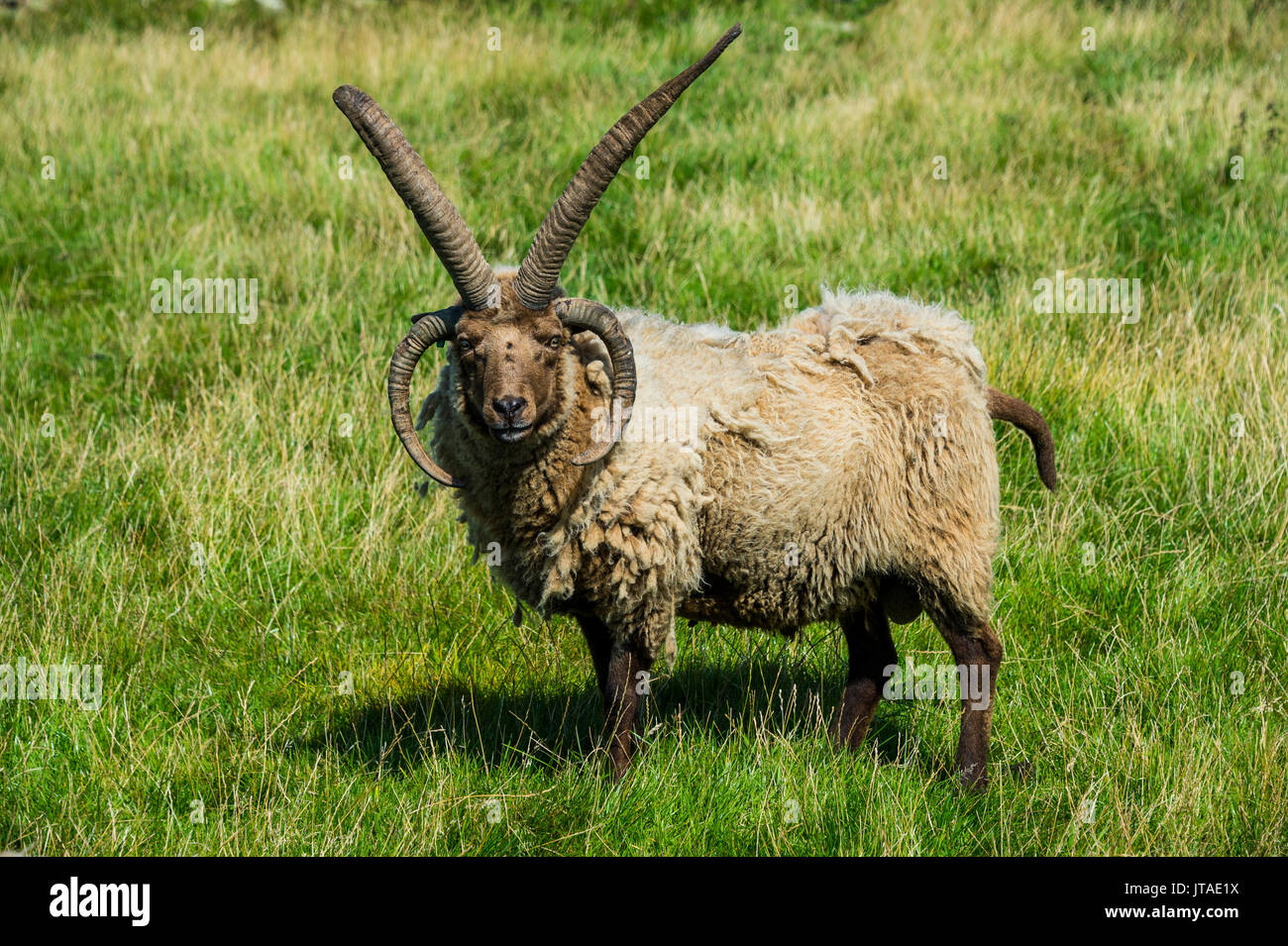 Pecore di Manx Loaghtan a quattro corna (Ovis aries) nel villaggio vivente di Cregneash, Isola di Man, dipendenza della corona del Regno Unito Foto Stock