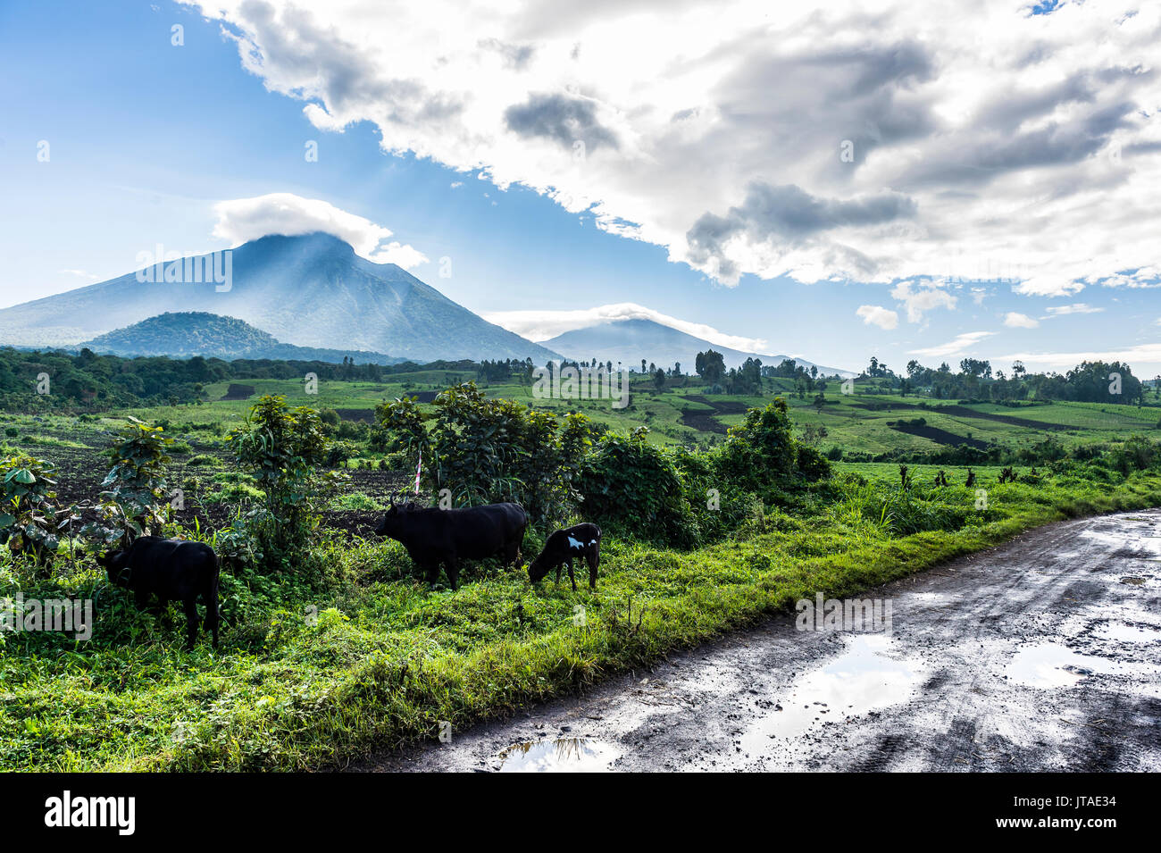 La montagna vulcanica di catena del Parco nazionale di Virunga dopo la pioggia, Sito Patrimonio Mondiale dell'UNESCO, Repubblica Democratica del Congo, Africa Foto Stock