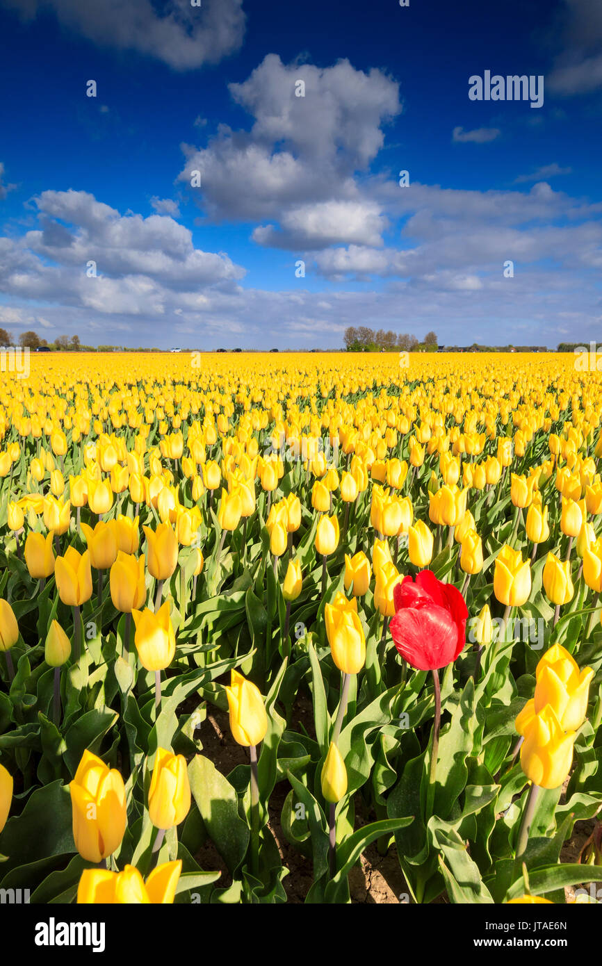 Cielo blu e nuvole nei campi di tulipani gialli in Bloom, Oude-Tonge, Goeree-Overflakkee, South Holland, Paesi Bassi, Europa Foto Stock