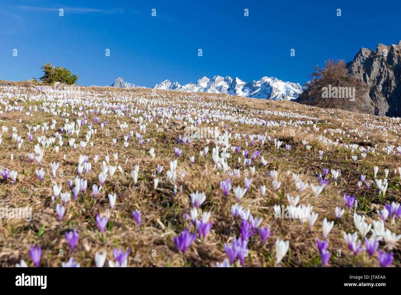 Crocus colorati nei prati incorniciato da vette innevate, Alpe Granda, provincia di Sondrio, Val Masino, Valtellina, Lombardia, Italia, Europa Foto Stock