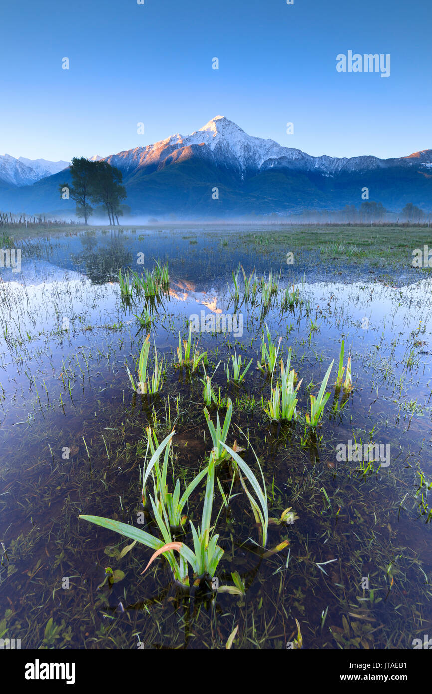 La cima innevata del Monte Legnone riflessa nella terra allagata all'alba, il Pian di Spagna, Valtellina, Lombardia, Italia, Europa Foto Stock