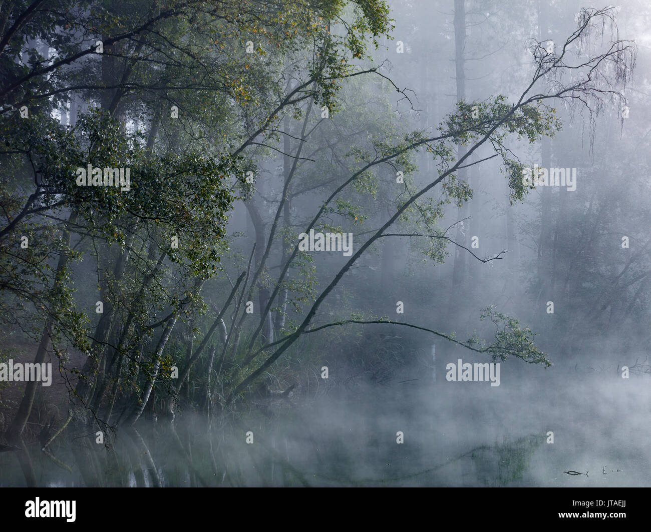 Bosco Incantato, foschia avvolge gli alberi intorno al Lago Morto in Delamere Forest, Cheshire, Inghilterra, Regno Unito, Europa Foto Stock