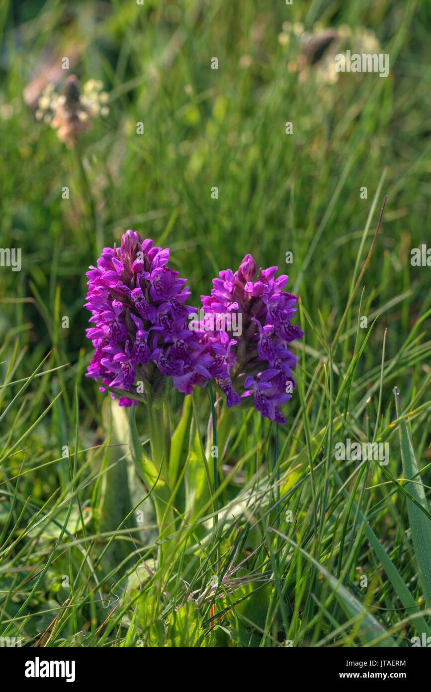 Marsh orchid, Loop di testa, County Clare, Munster, Repubblica di Irlanda, Europa Foto Stock