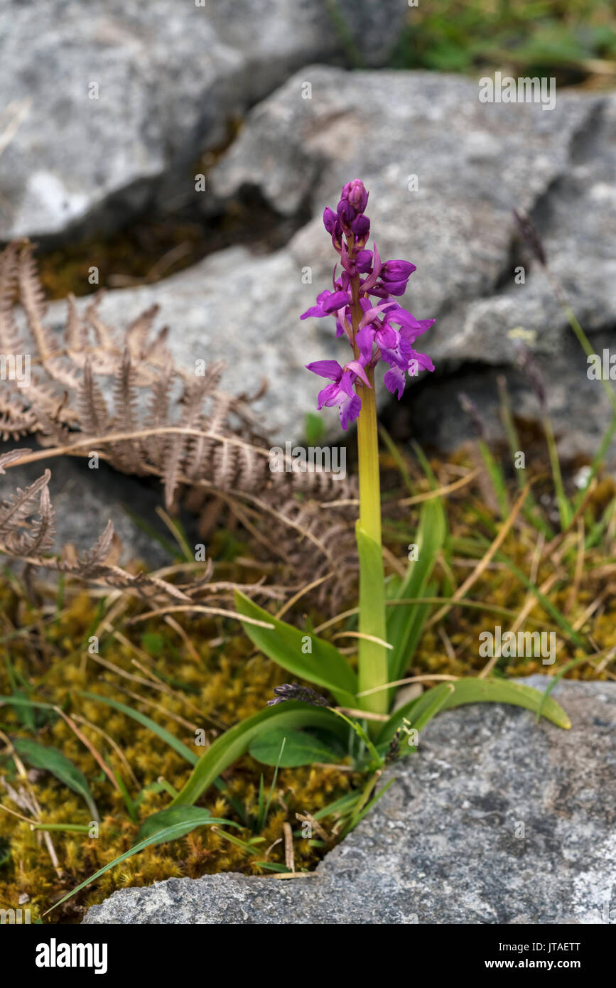 Inizio purple orchid, Burren, County Clare, Munster, Repubblica di Irlanda, Europa Foto Stock