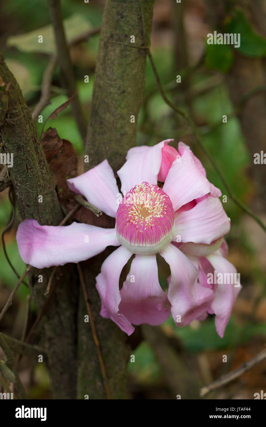 Gustavia tree, noto anche come membrillo, Sachamango o cielo lotus (Gustavia superba) una struttura i cui fiori crescono direttamente sul tronco Foto Stock