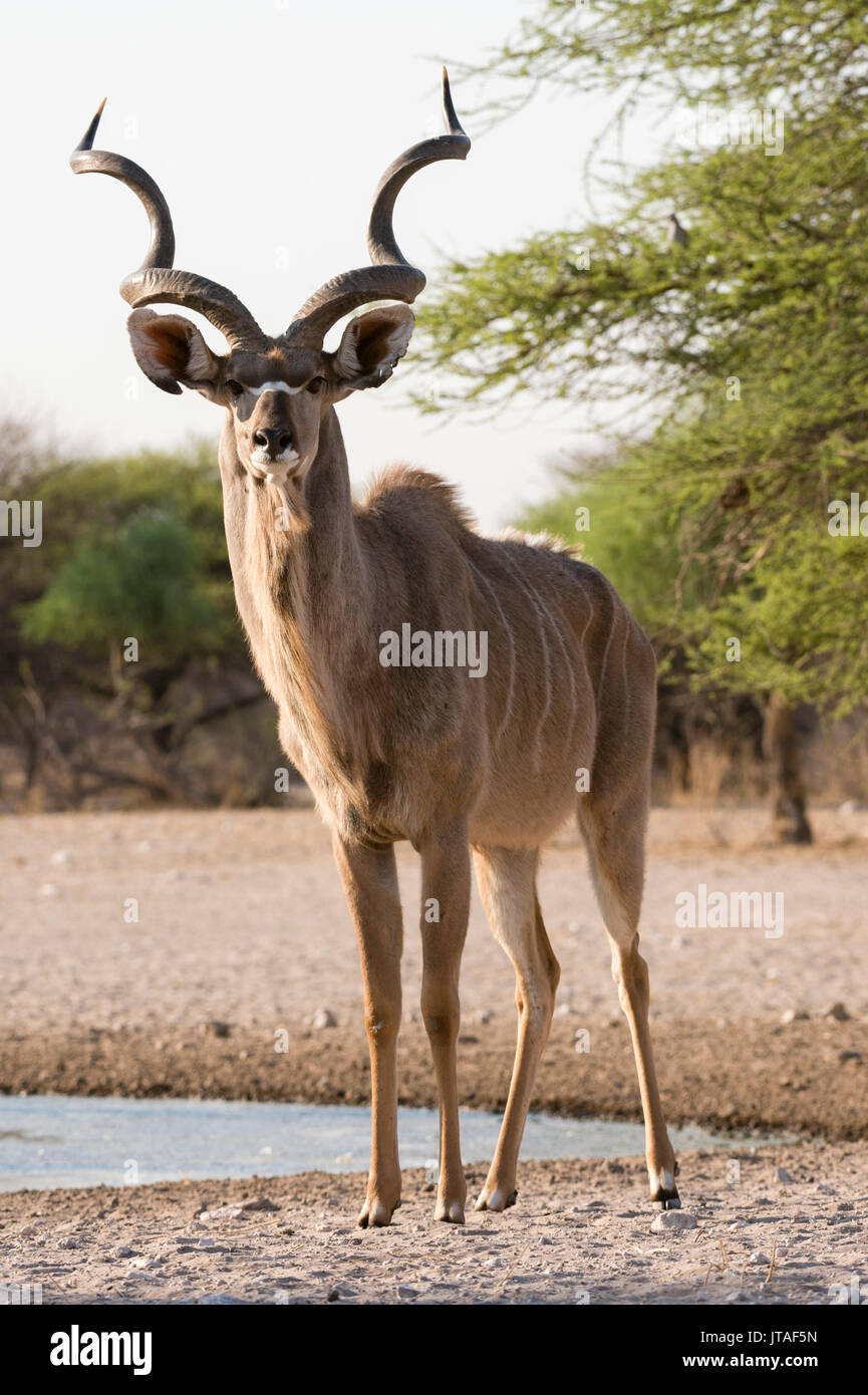 Kudu maggiore maschio (Tragelaphus strepsiceros) guardando la telecamera, Botswana, Africa Foto Stock