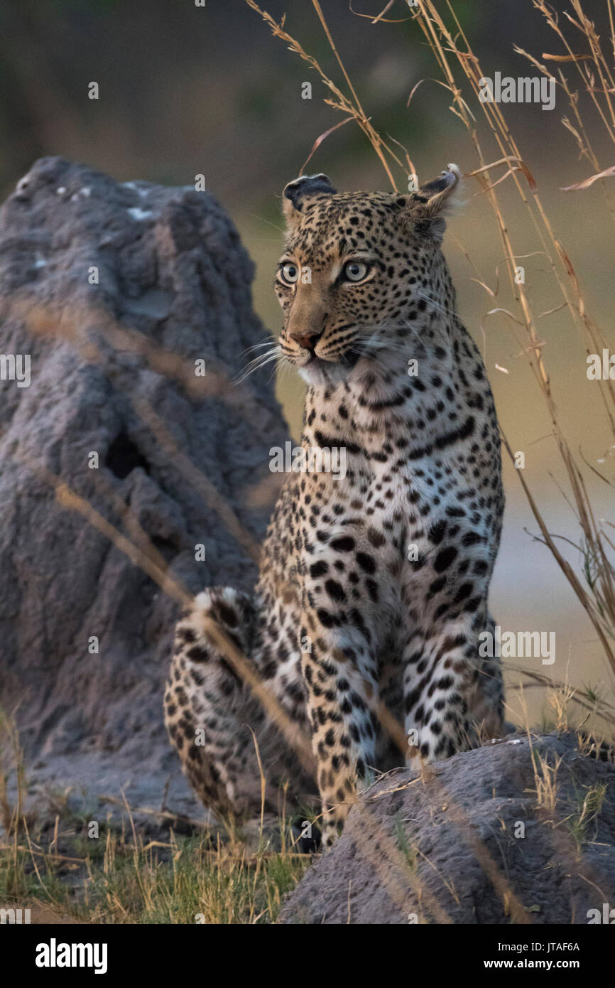 Una femmina di leopard (Panthera pardus) in piedi su un termite mound in prima serata, Botswana, Africa Foto Stock
