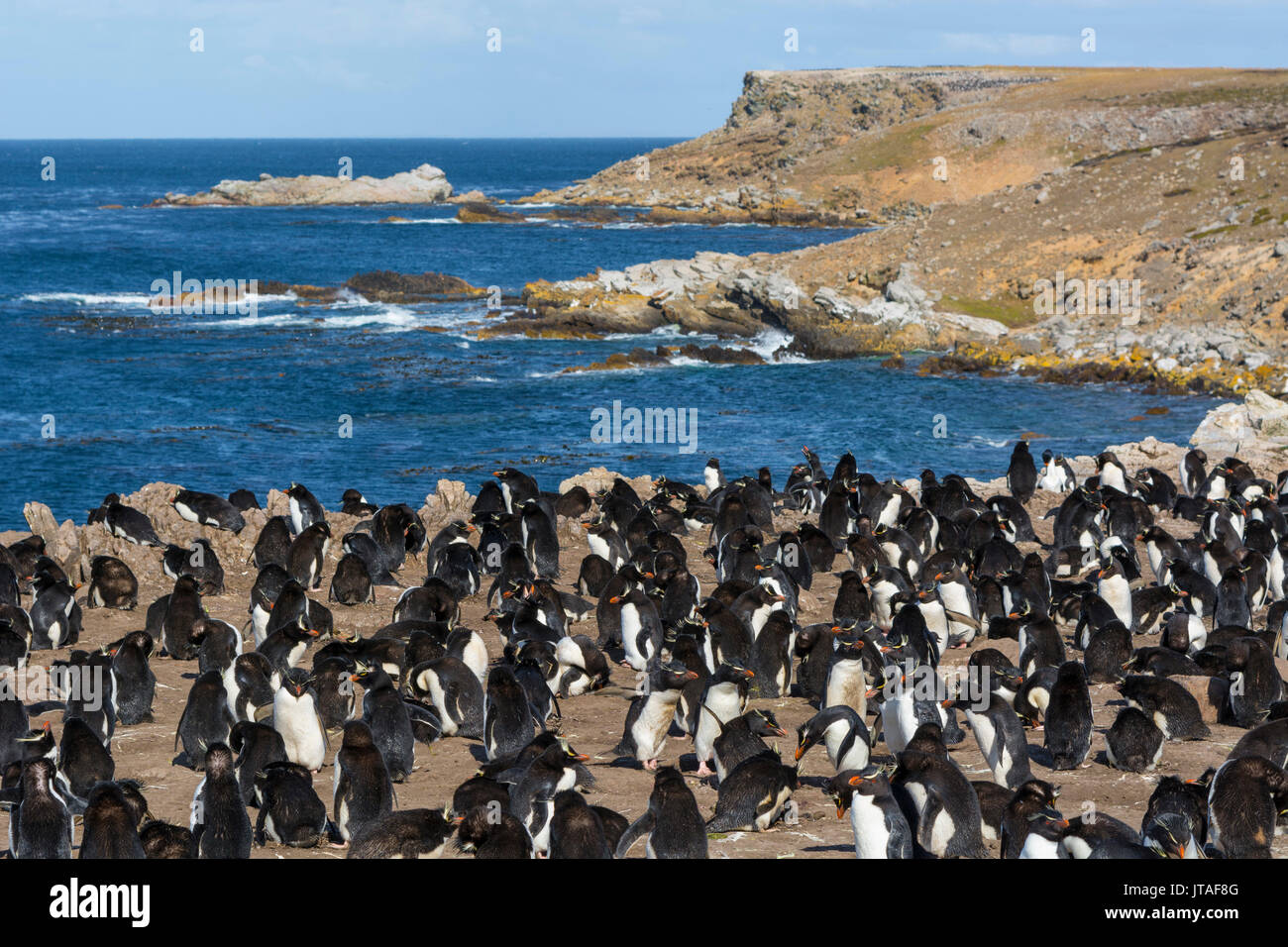 Pinguino saltaroccia colonia (Eudyptes chrysocome), Isole Falkland, Sud America Foto Stock