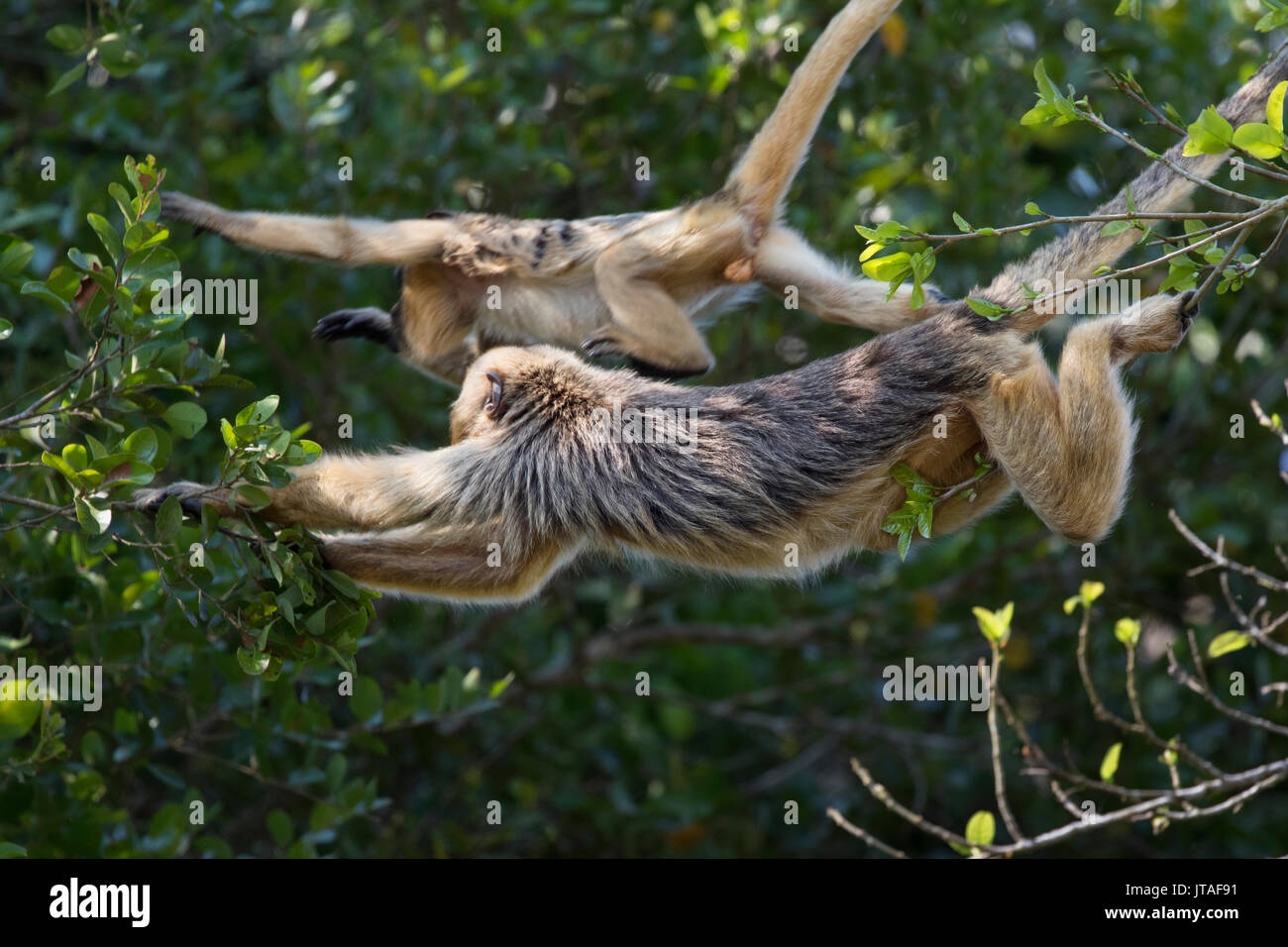 Nero-e-gold scimmia urlatrice (Alouatta caraya) madre bridging gap tra alberi utilizzando coda prensile permettendo ai giovani di cross over, Pantanal, Brasile Foto Stock