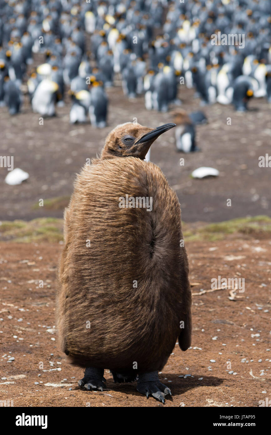 Ritratto di un pinguino reale pulcino (Aptenodytes patagonica), Isole Falkland, Sud America Foto Stock