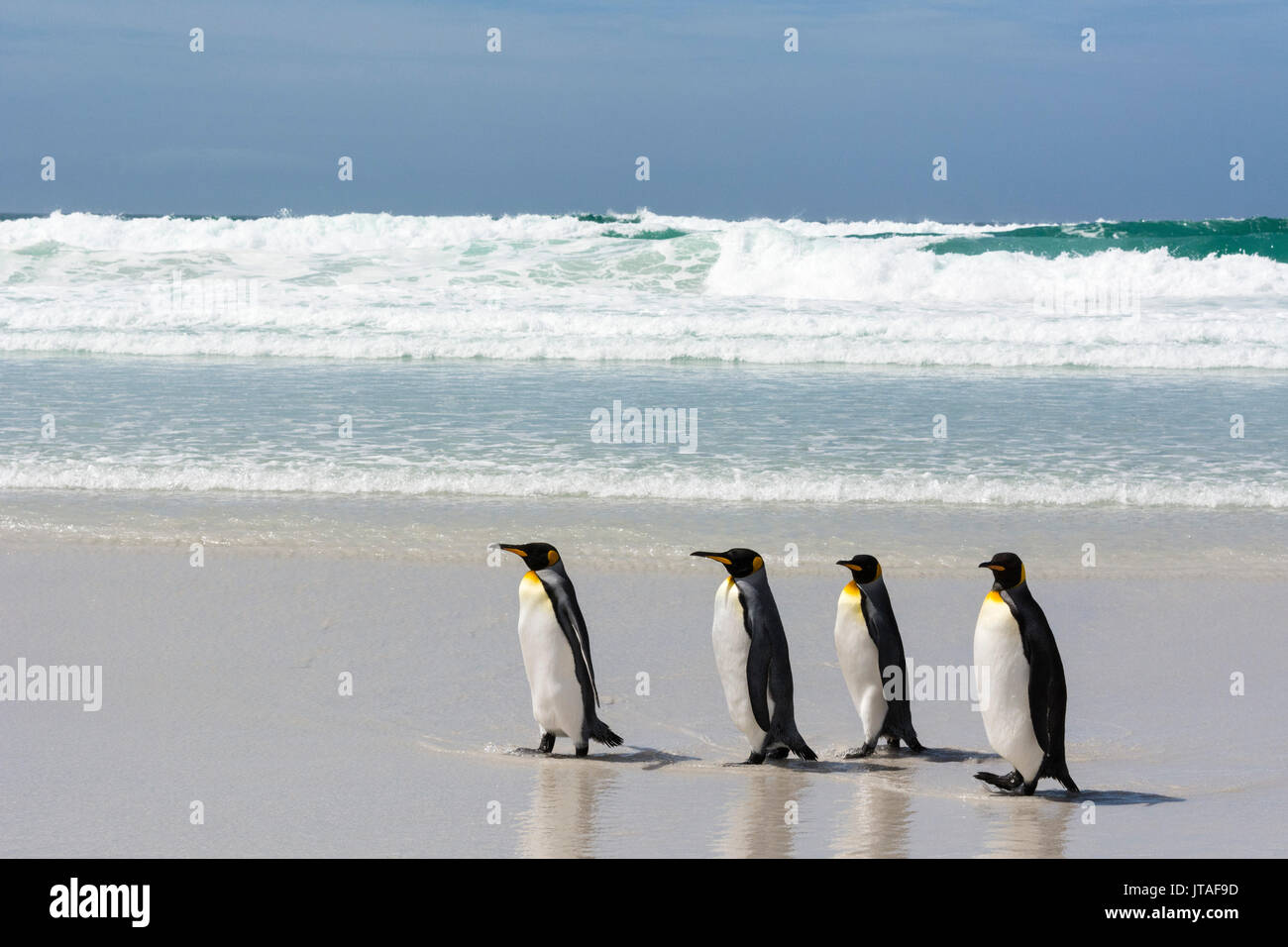 Pinguino reale (Aptenodytes patagonica) su Volunteer Point Beach, Isole Falkland, Sud America Foto Stock