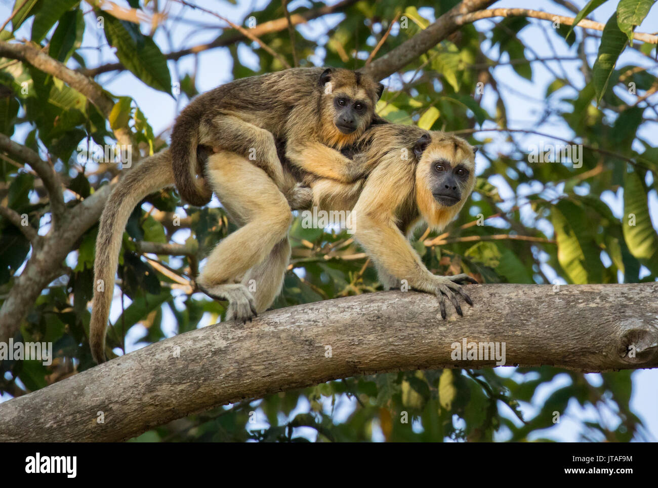 Nero-e-gold scimmia urlatrice (Alouatta caraya) madre con giovani aggrappati al suo retro, Pantanal, Brasile. Foto Stock