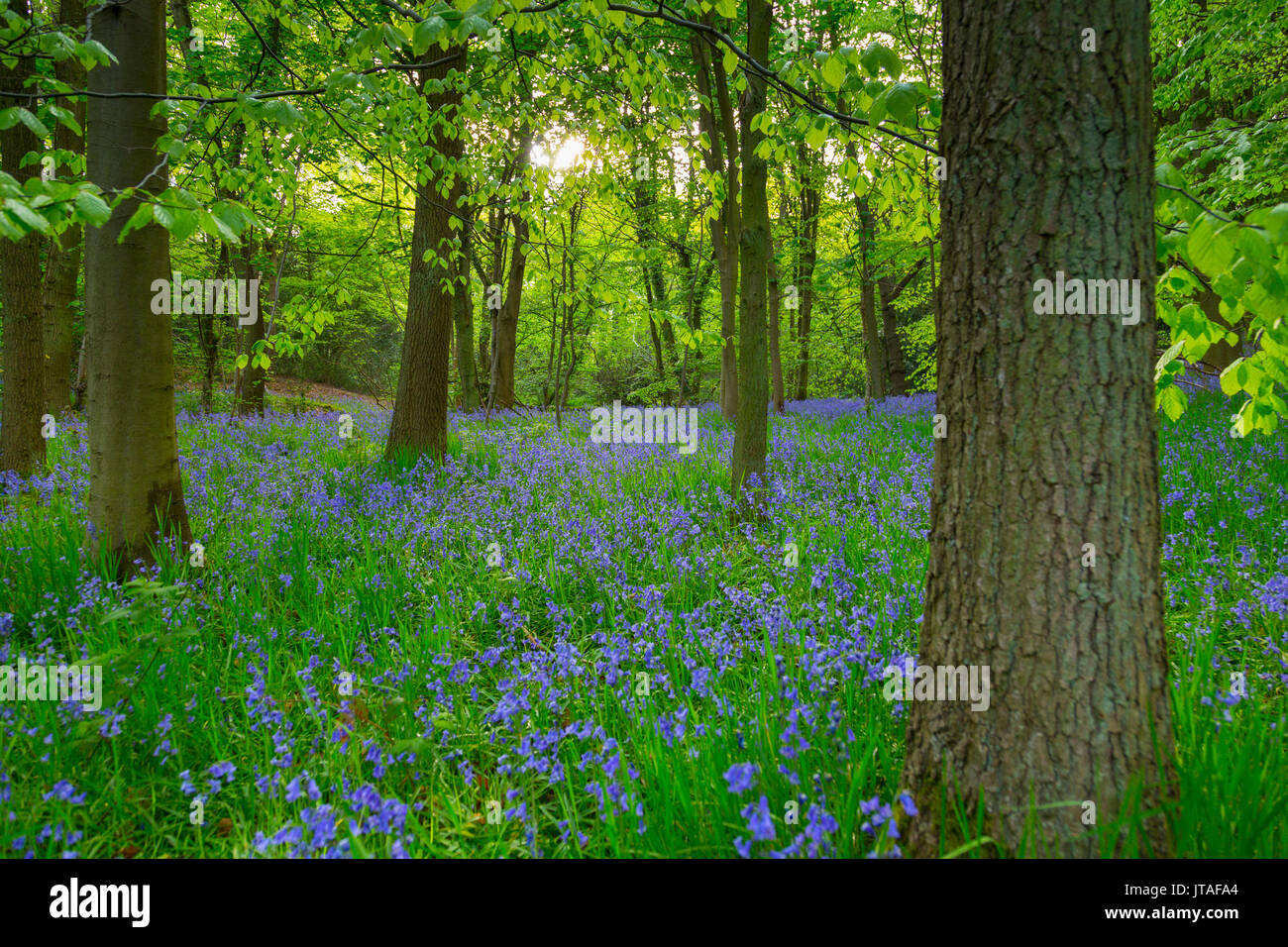 Bluebells in antichi boschi di legno Gillfield, Totley, Sheffield South Yorkshire, Inghilterra, Regno Unito, Europa Foto Stock