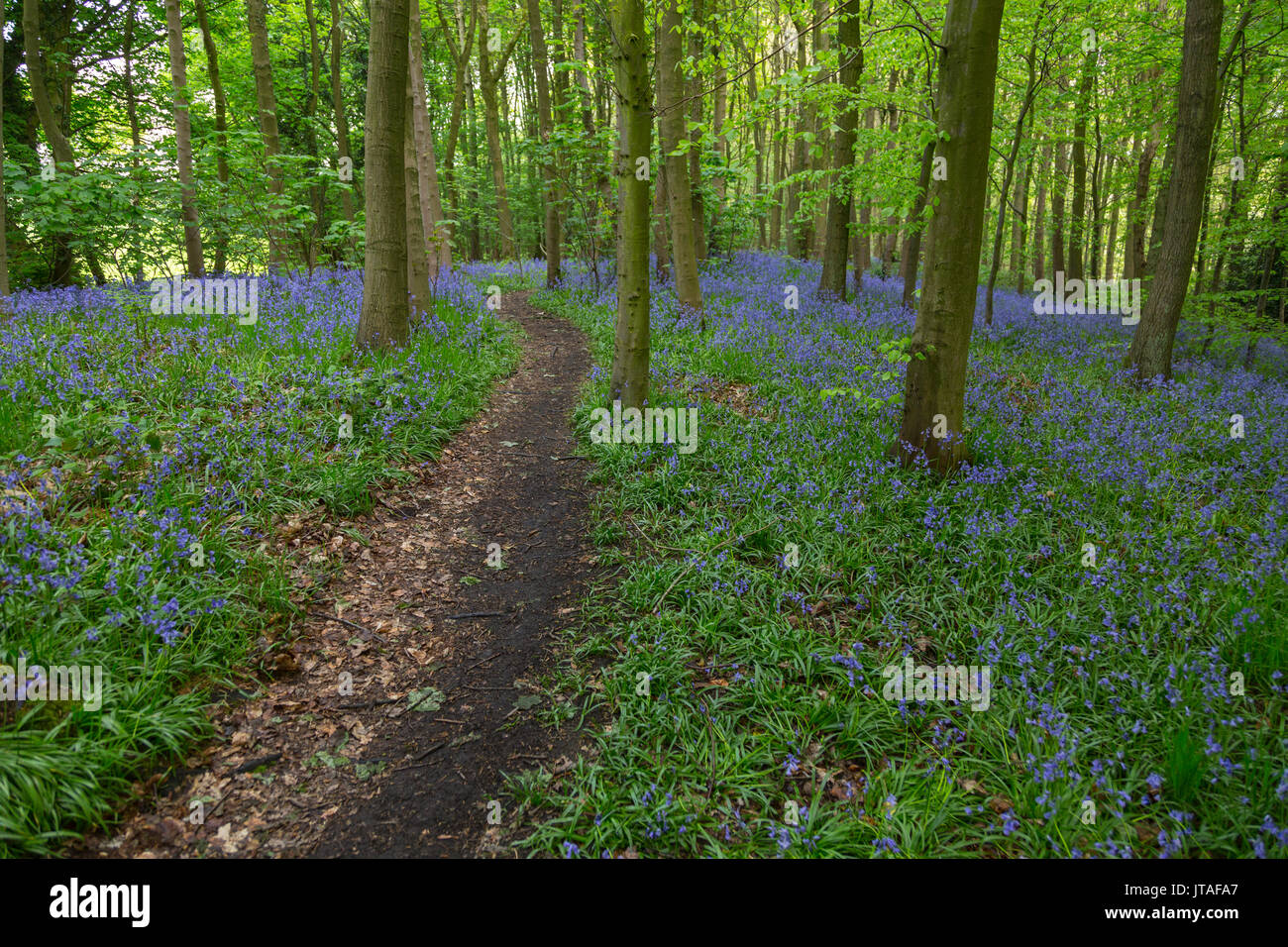 Bluebells in antichi boschi di legno Gillfield, Totley, Sheffield South Yorkshire, Inghilterra, Regno Unito, Europa Foto Stock