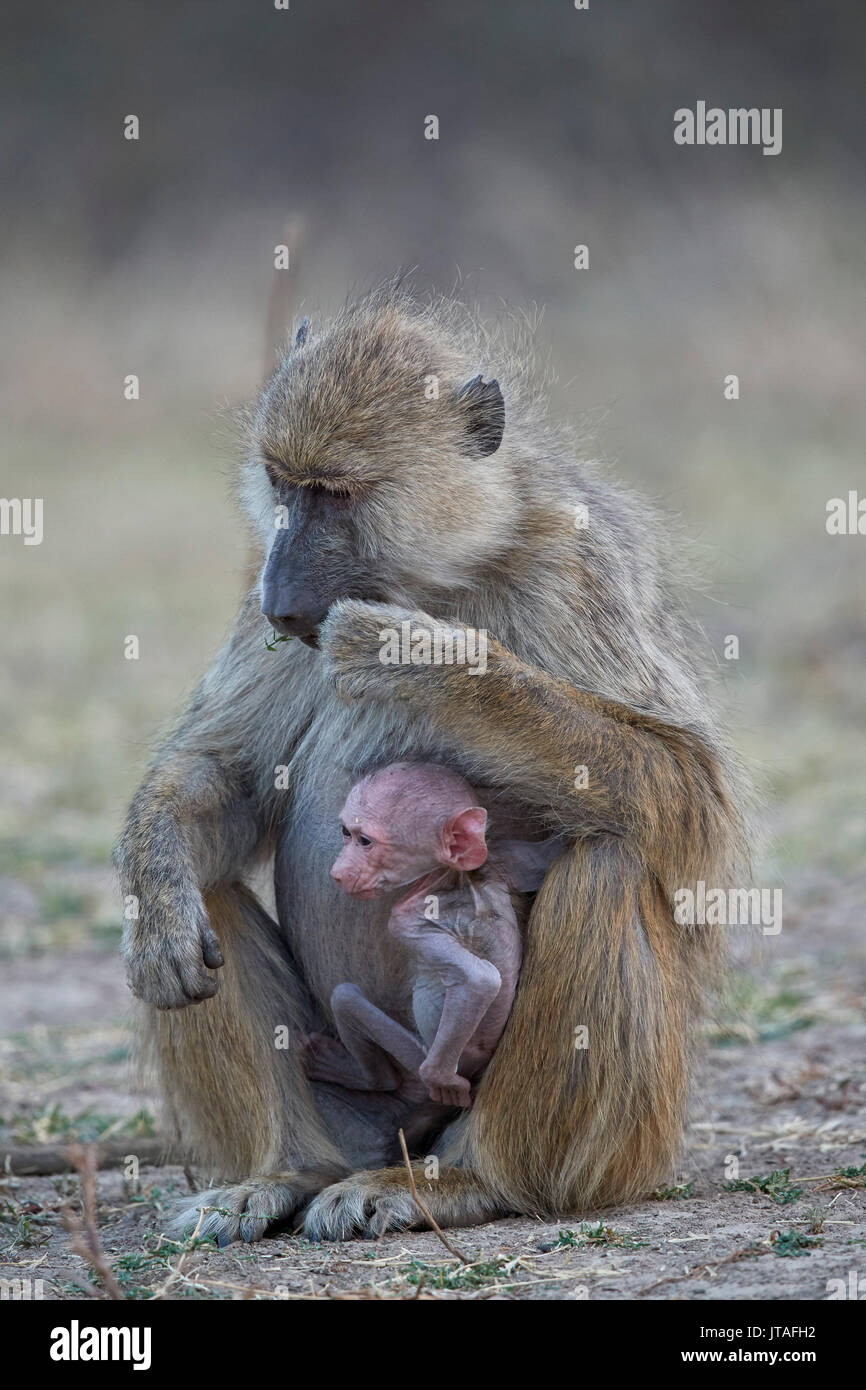 Babbuino giallo (Papio cynocephalus) madre e giorni-vecchio infantile, Ruaha National Park, Tanzania, Africa orientale, Africa Foto Stock