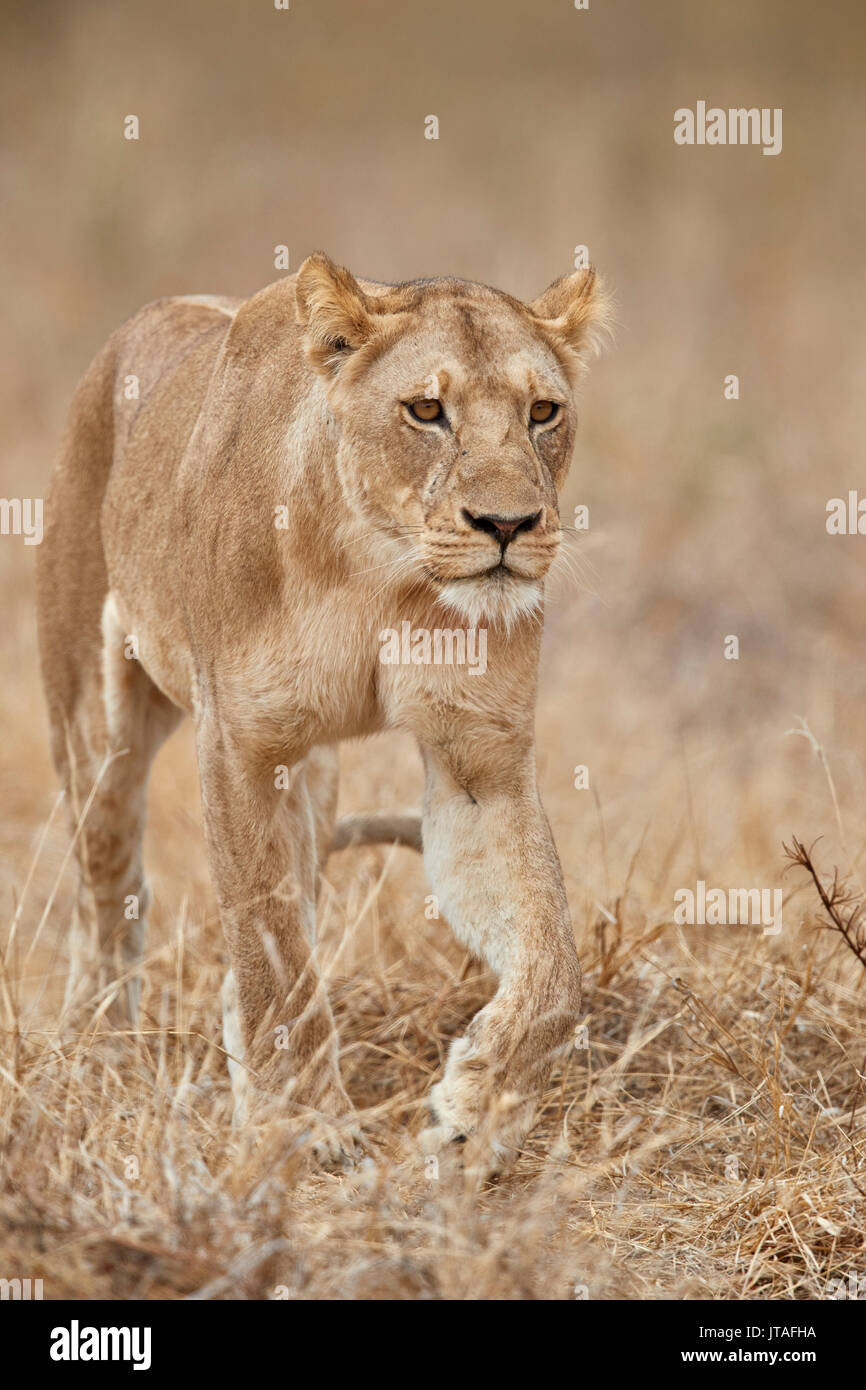Leonessa (Panthera leo), Ruaha National Park, Tanzania, Africa orientale, Africa Foto Stock