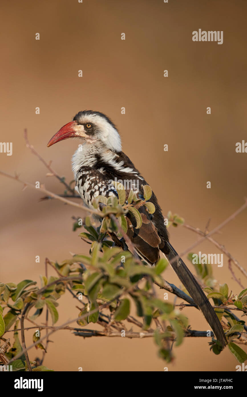 Ruaha hornbill (Ruaha rosso-fatturati hornbill) (rosso tanzaniano fatturati hornbill) (Tockus ruahae), Ruaha National Park, Tanzania Foto Stock