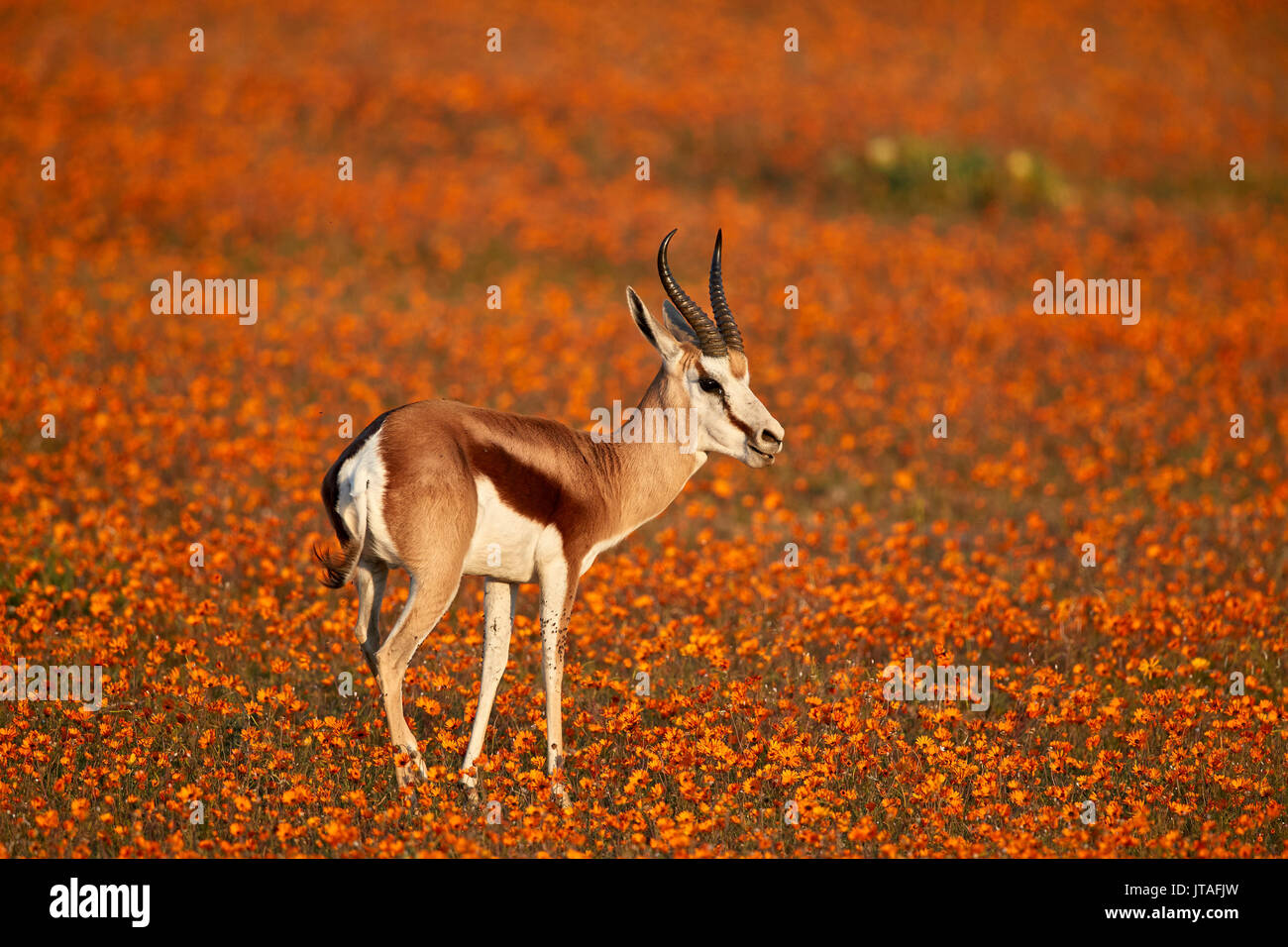 Springbok (Antidorcas marsupialis) tra arancio fiori selvatici, Namaqualand National Park, Namakwa, Namaqualand, Sud Africa e Africa Foto Stock
