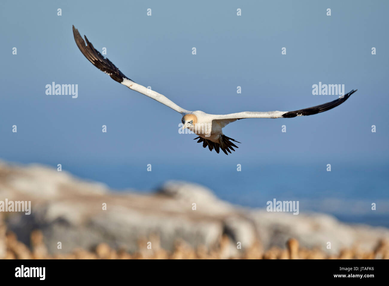 Cape Gannet (Morus capensis) in volo, Bird Island, Lambert's Bay, Sud Africa e Africa Foto Stock