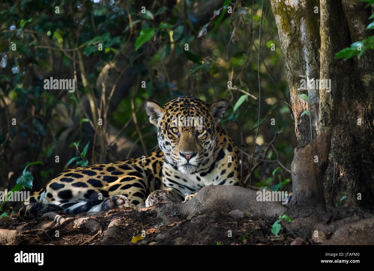 Jaguar (Panthera onca) Pantanal, Mato Grosso do Sul, Brasile. Foto Stock