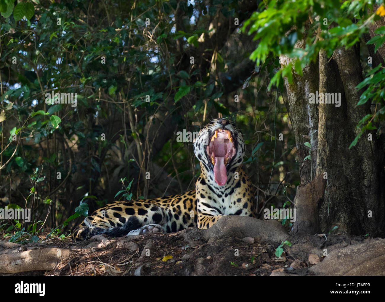 Jaguar (Panthera onca) sbadigli, Pantanal, Mato Grosso do Sul, Brasile. Foto Stock