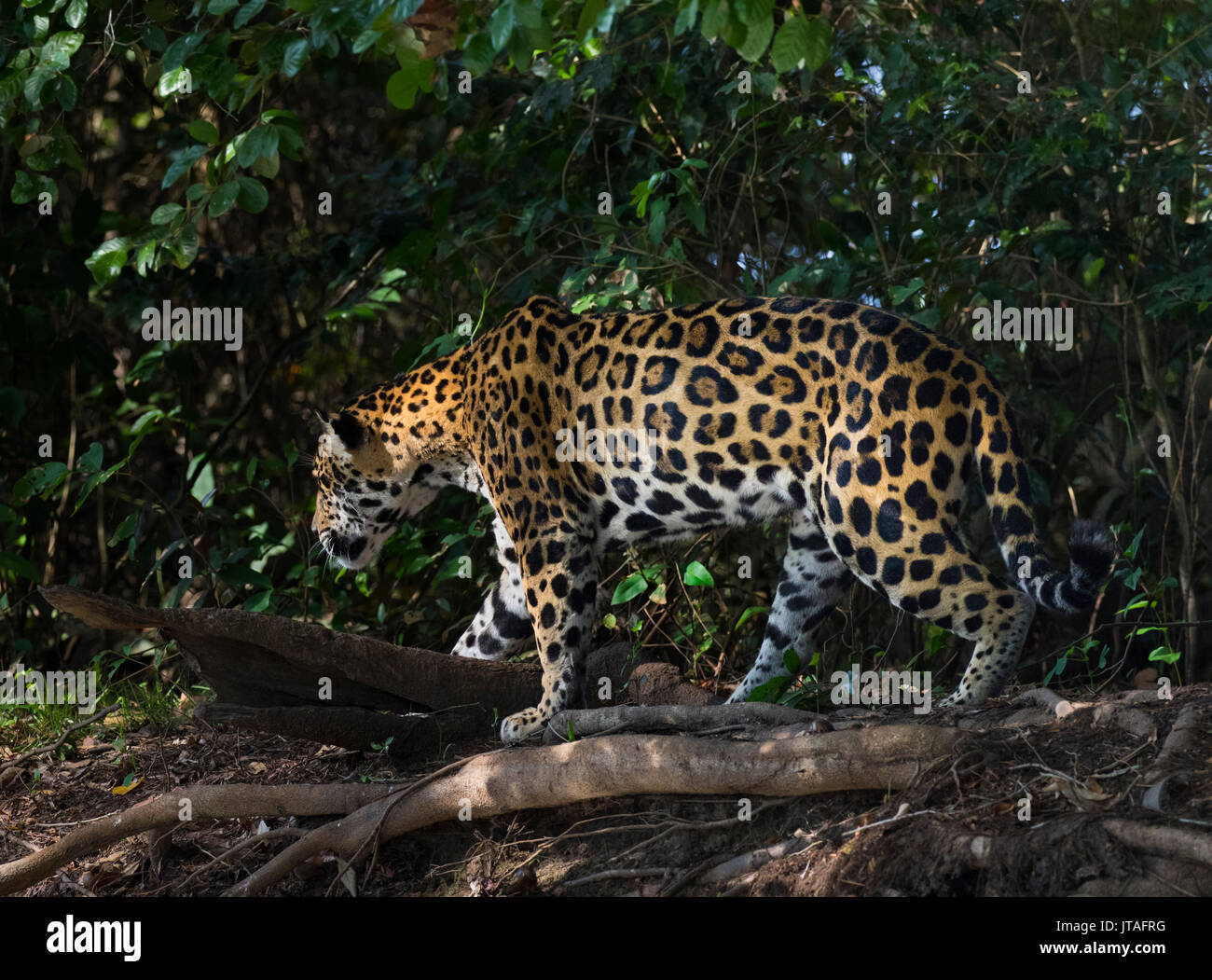Jaguar (Panthera onca) Pantanal, Mato Grosso do Sul, Brasile. Foto Stock