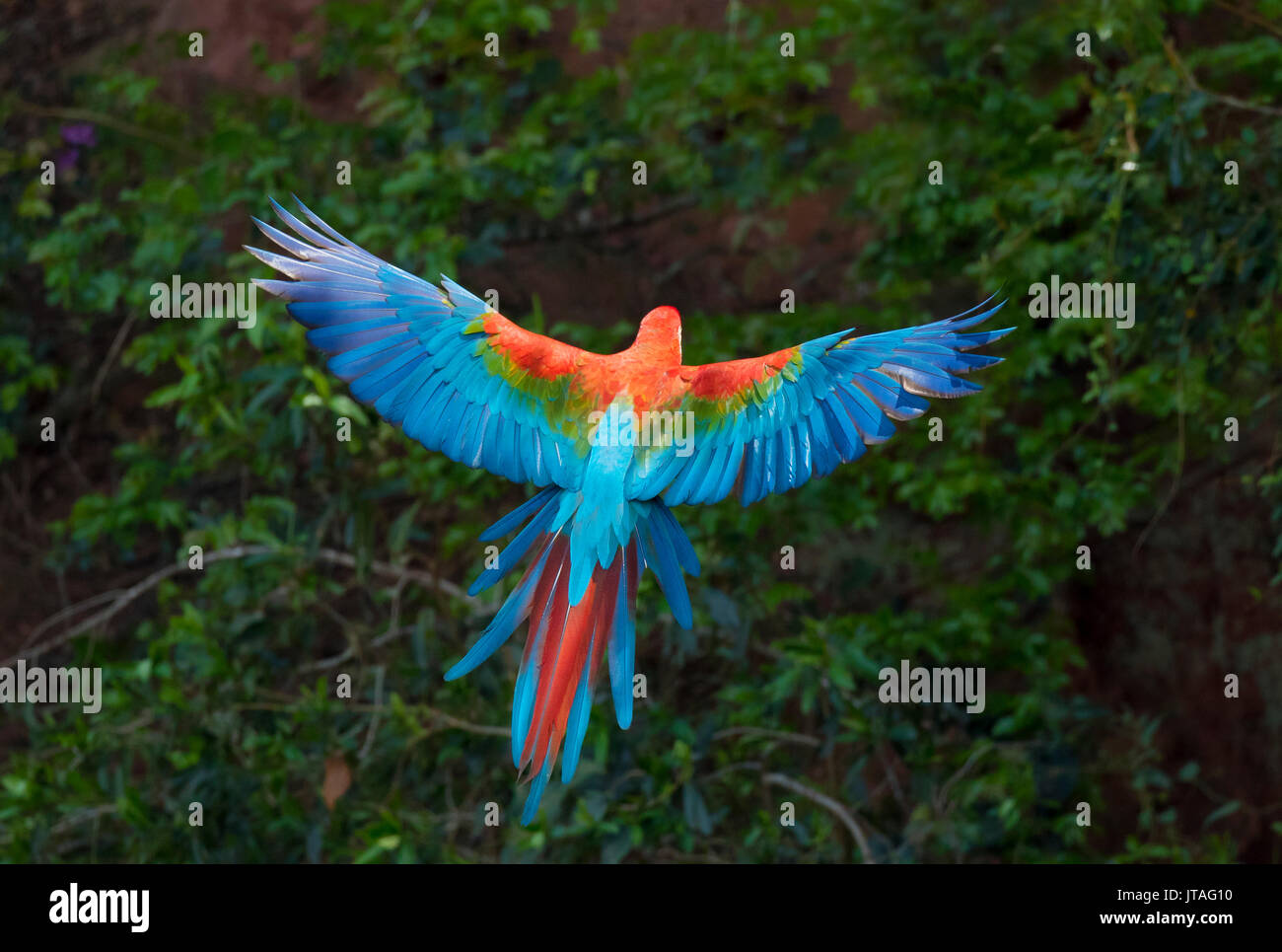 Il rosso e il verde Macaw o verde-winged Macaw (Ara chloropterus) lo sbarco, Mato Grosso do Sul, Brasile, Sud America Foto Stock