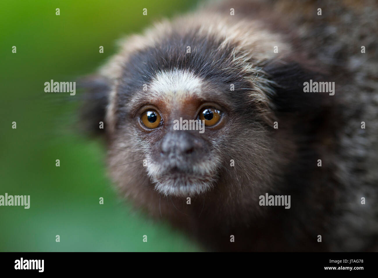 Nero-Tufted ear Marmoset (callithrix penicillata) giovani, Ilha Grande, Brasile, Sud America. Foto Stock