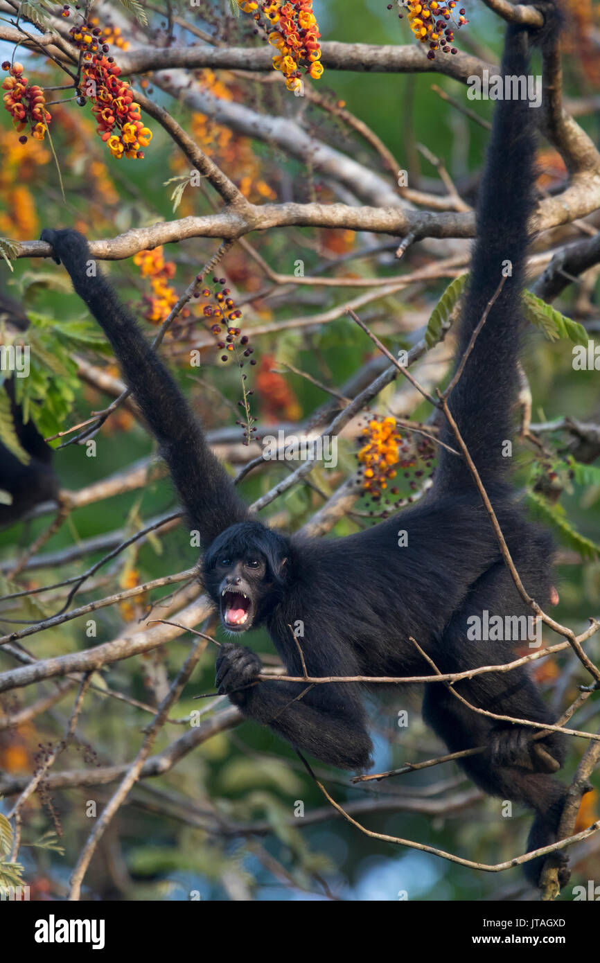 A testa nera Spider Monkey (Ateles fusciceps) utilizzando la coda prensile per appendere nella struttura ad albero, SoberanÃ-a National Park, Panama America centrale. Criticamente enda Foto Stock