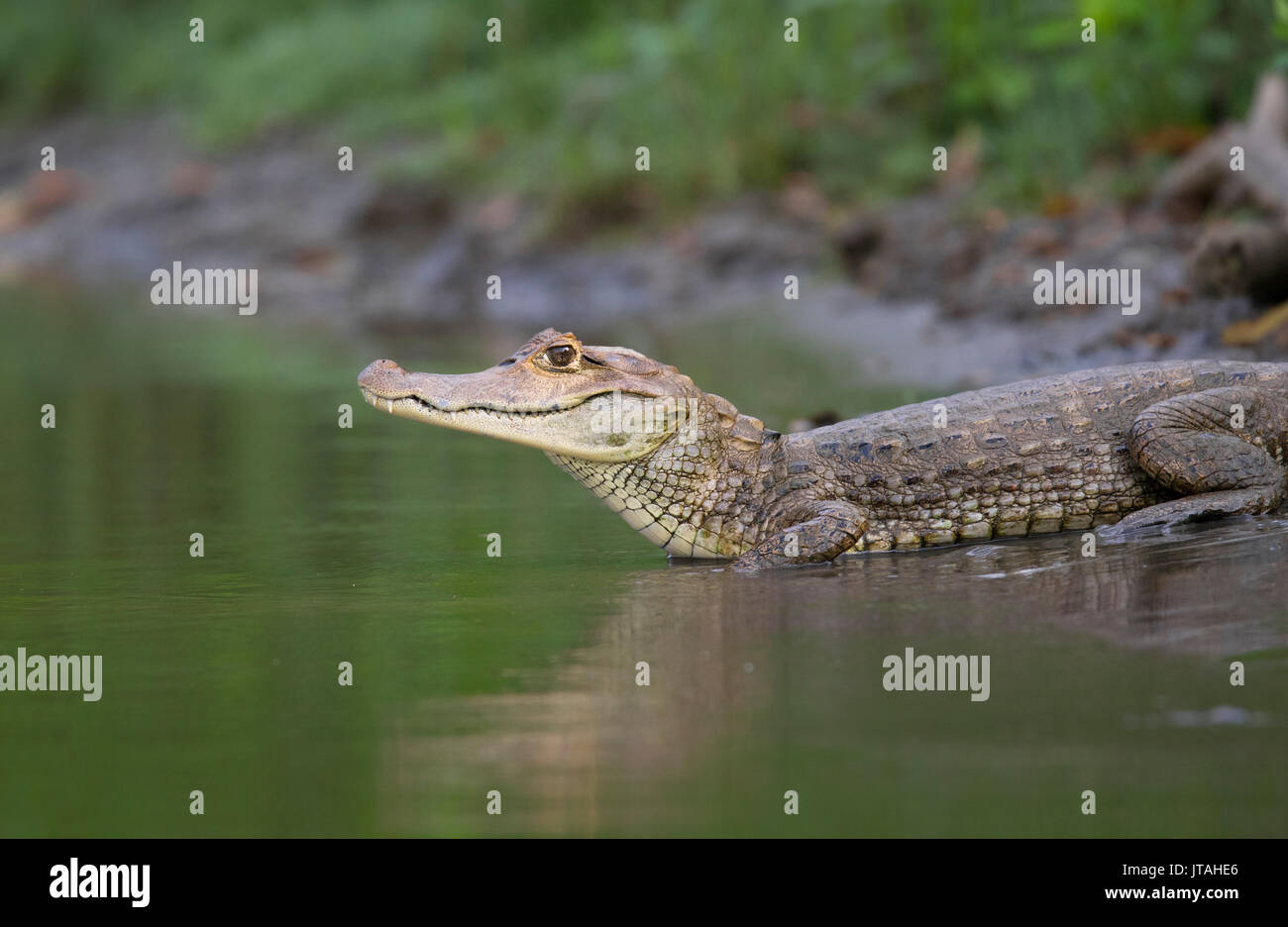 Caimano dagli occhiali (Caiman crocodilus) Darien, Panama. Foto Stock