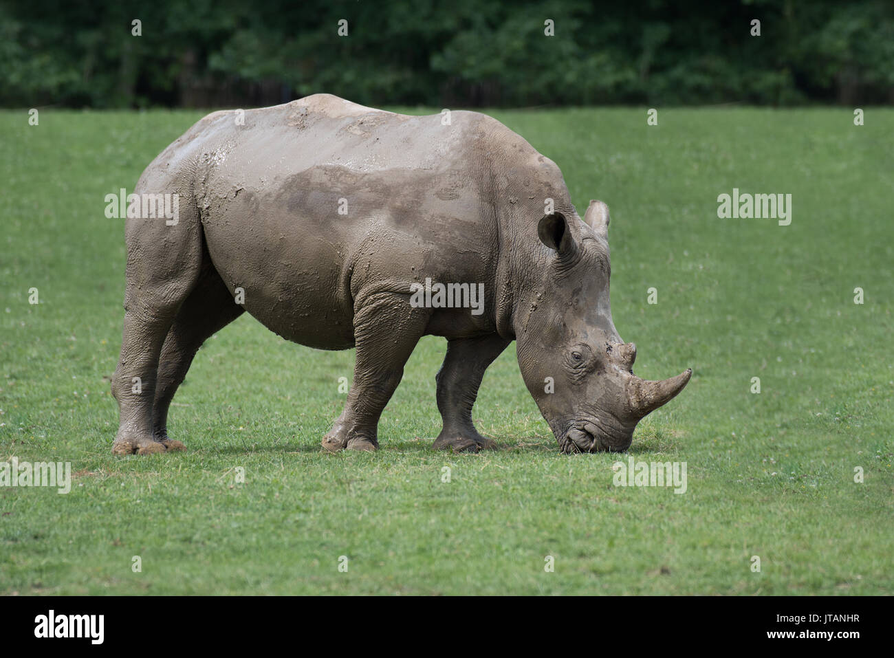 Un lato isolato Visualizza profilo fotografia di un pascolo di rhino con la sua testa in basso a mangiare l'erba Foto Stock Un lato isolato Visualizza profilo fotografia di un pascolo di rhino con la sua testa in basso a mangiare l'erba Foto Stock