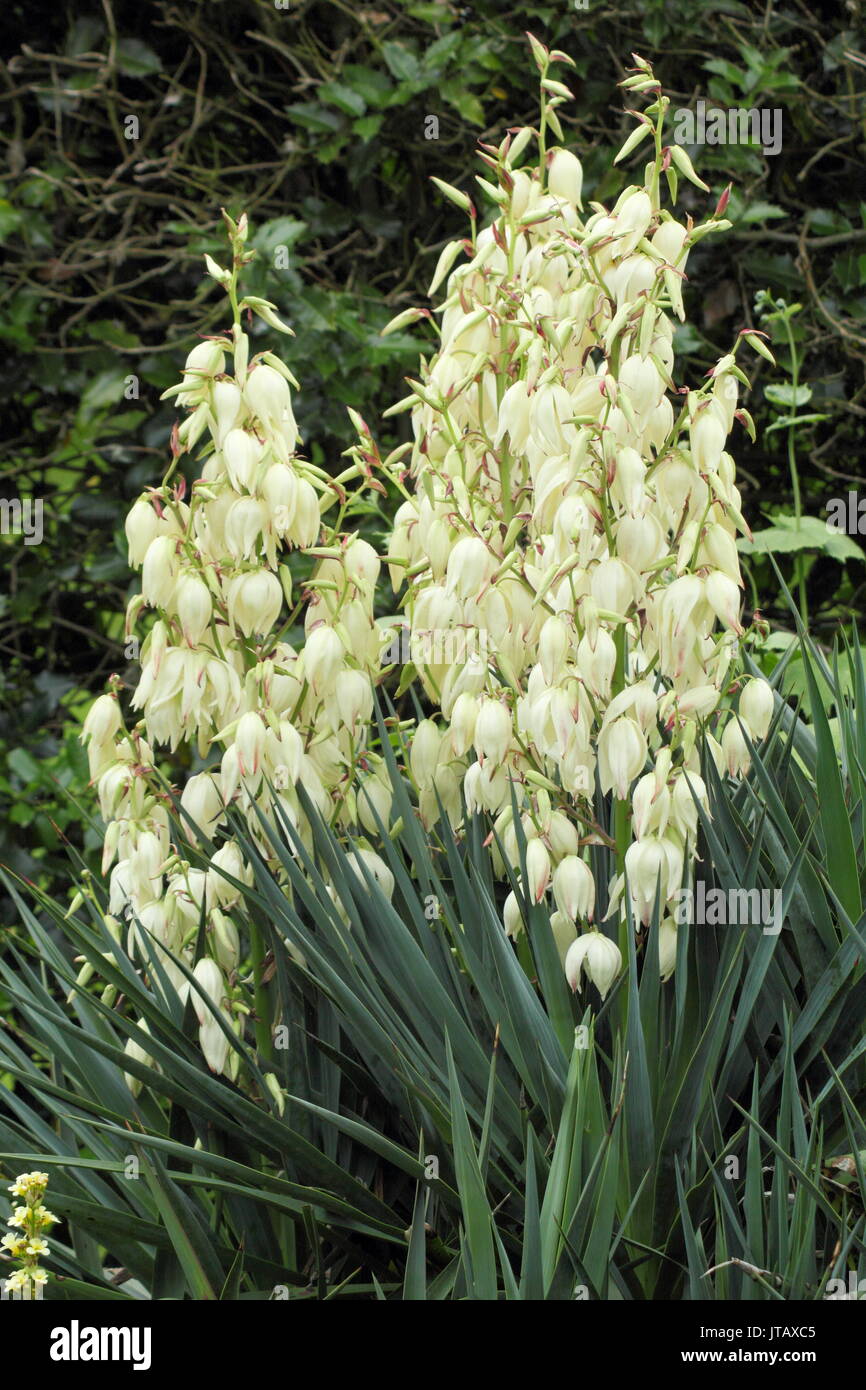 Yucca gloriosa o spagnolo pugnale, visualizzazione di orecchie di forma di campana fiori in un giardino inglese confine in estate (giugno), Regno Unito Foto Stock