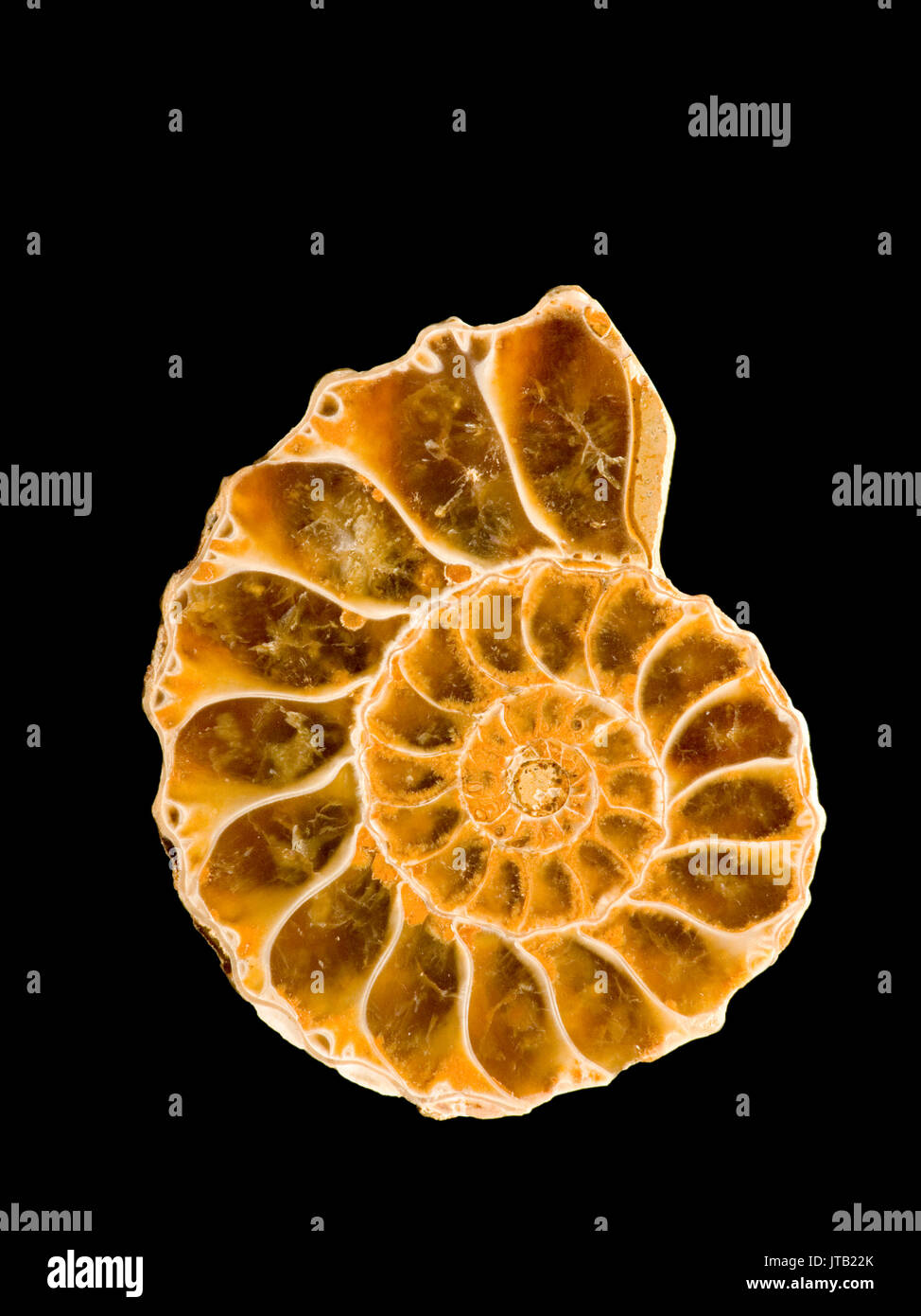 Ammonita lucidato Foto Stock