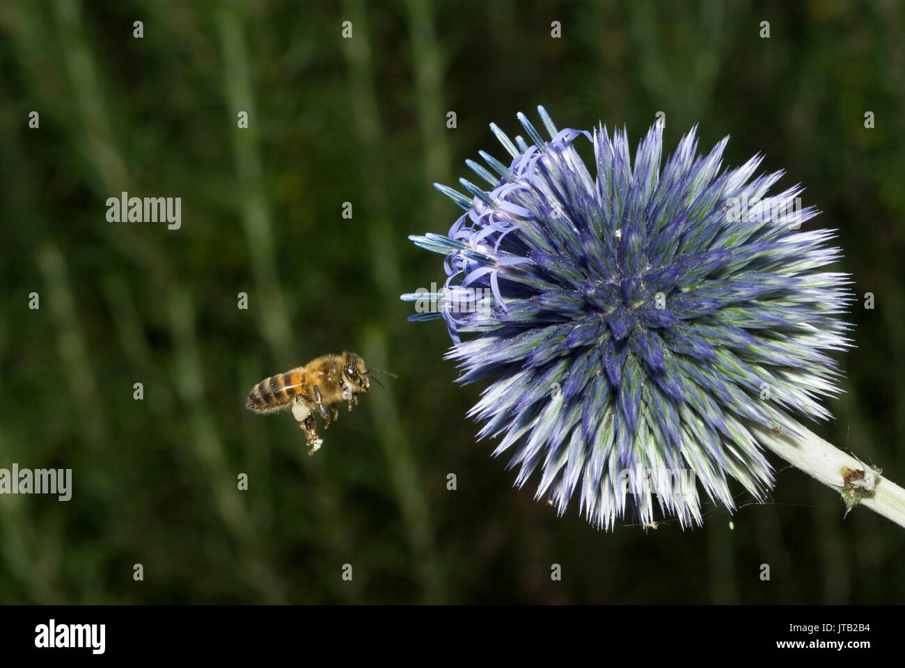 Globe Thistle Foto Stock