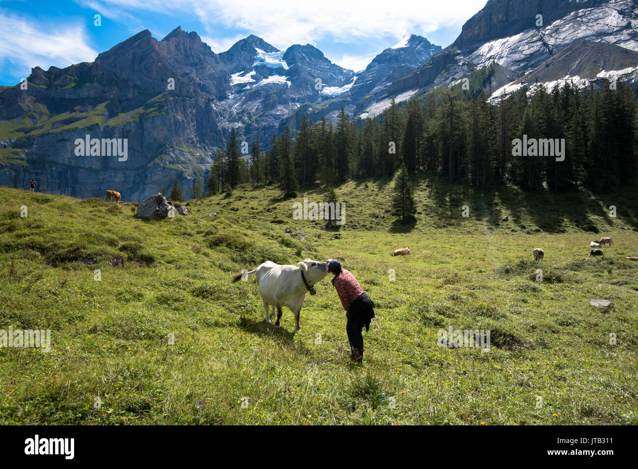 Baciare una mucca nelle Alpi francesi Foto Stock