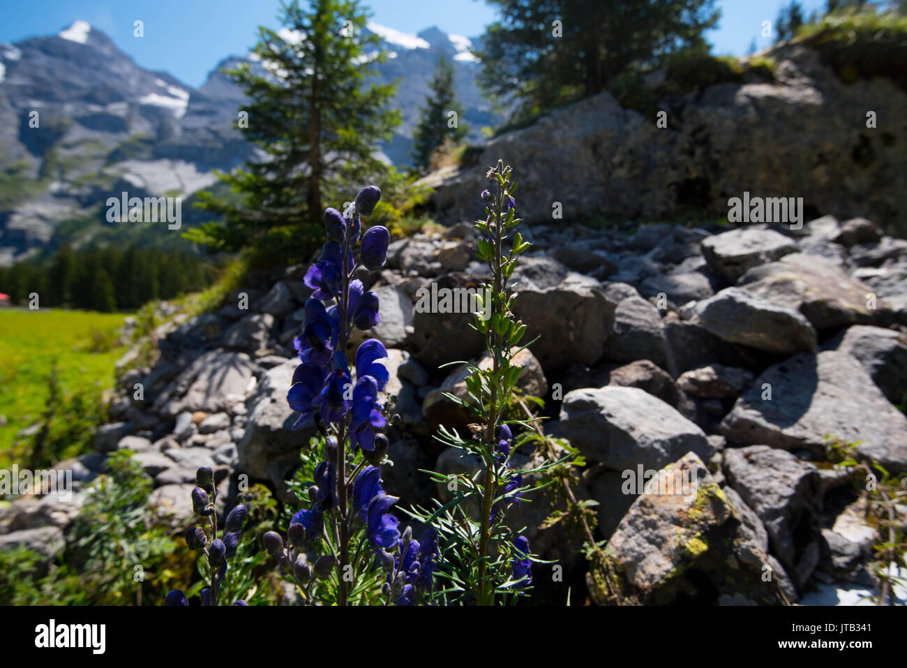 Blossom nelle alpi Foto Stock