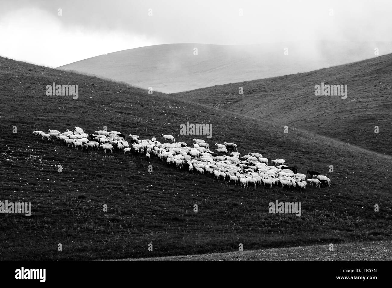 Un gregge di pecore che pascolano su un prato vicino a Castelluccio di Norcia Foto Stock