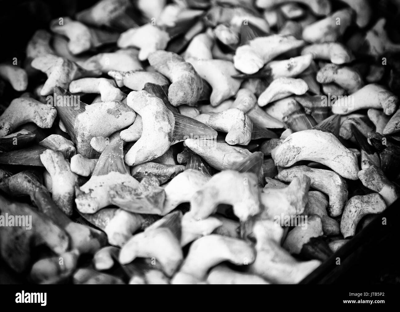 Denti di squalo, denti dettaglio di uno squalo, selvaggio animale marino Foto Stock