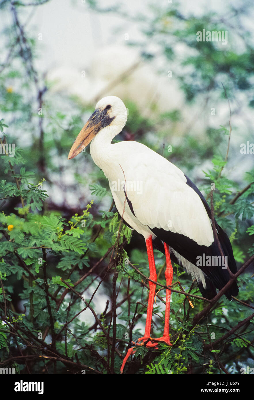 Asian Openbill o Asian Openbill stork, (Anastomus oscitans), di Keoladeo Ghana National Park, Bharatpur Rajasthan, India Foto Stock