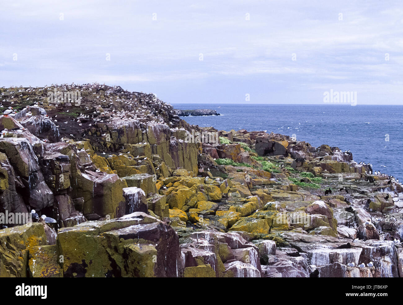 Farne isole, uccelli marini colonie nidificanti in estate, Northumbria, England, Regno Unito, Isole britanniche Foto Stock