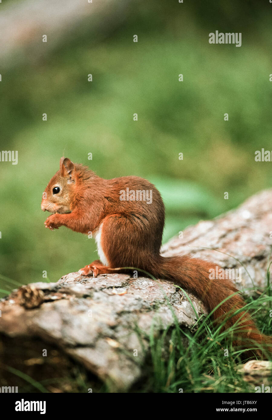 Scoiattolo rosso o rosso eurasiatico scoiattolo (Sciurus vulgaris), seduto su un log di mangiare, Formby National Trust Reserve, Liverpool, Merseyside, Regno Unito Foto Stock